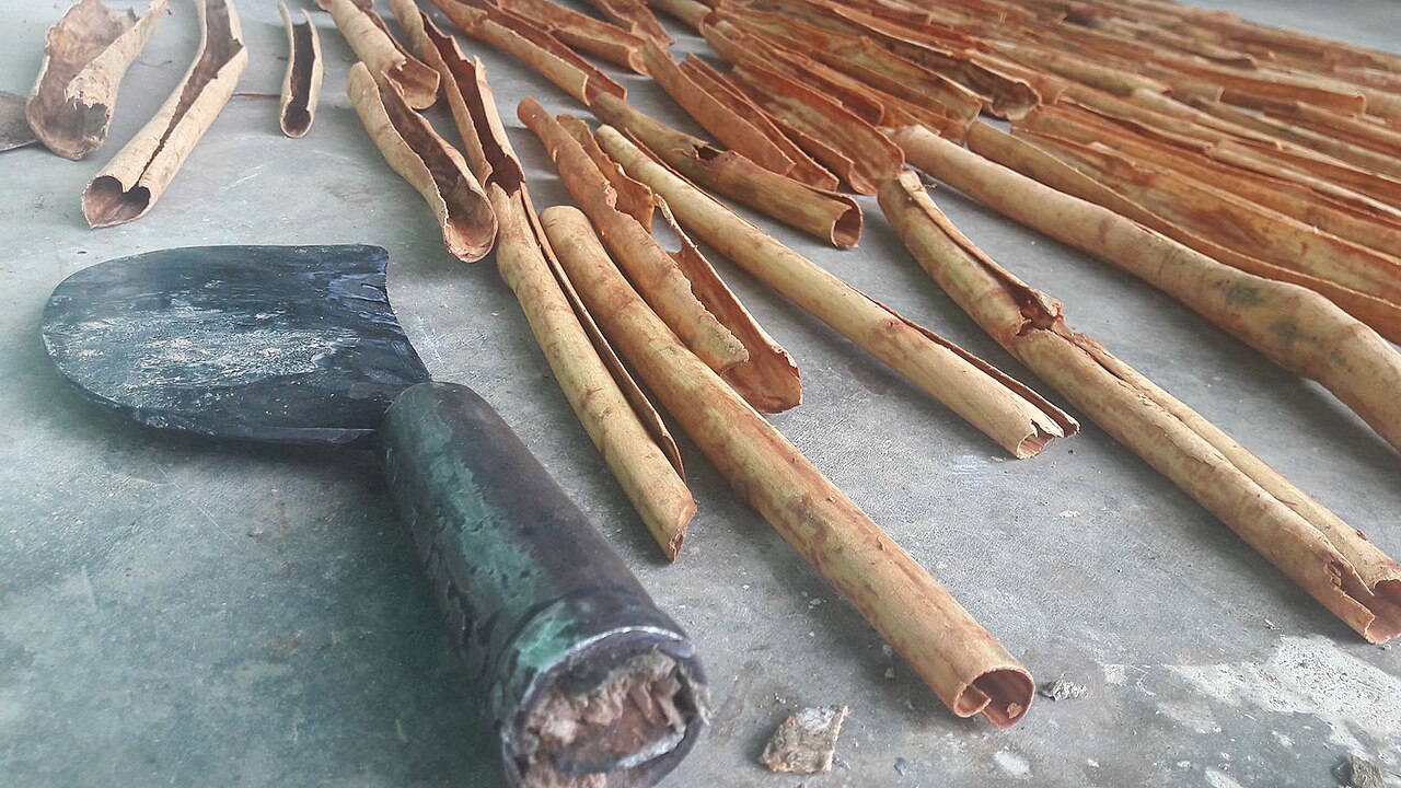 斯里兰卡巴兰戈达的一张工作台上，卷曲的肉桂皮片放在一把宽刃深色切刀旁。