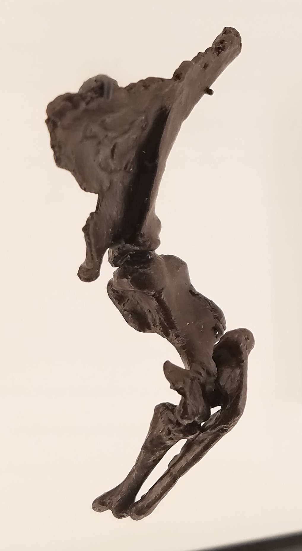 Photograph of a dark brown Fruitafossor forelimb cast, with a broad shoulder blade above the upper arm and paired forearm bones against a pale background.