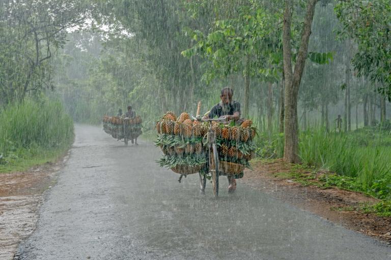 大雨中，一名男子沿绿树成荫的道路推着一辆满载菠萝的自行车，身后还有一辆载满货物的自行车。
