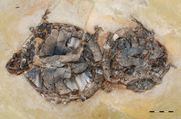 Two fossil Allaeochelys turtles preserved together, with their shells meeting near their hindquarters.