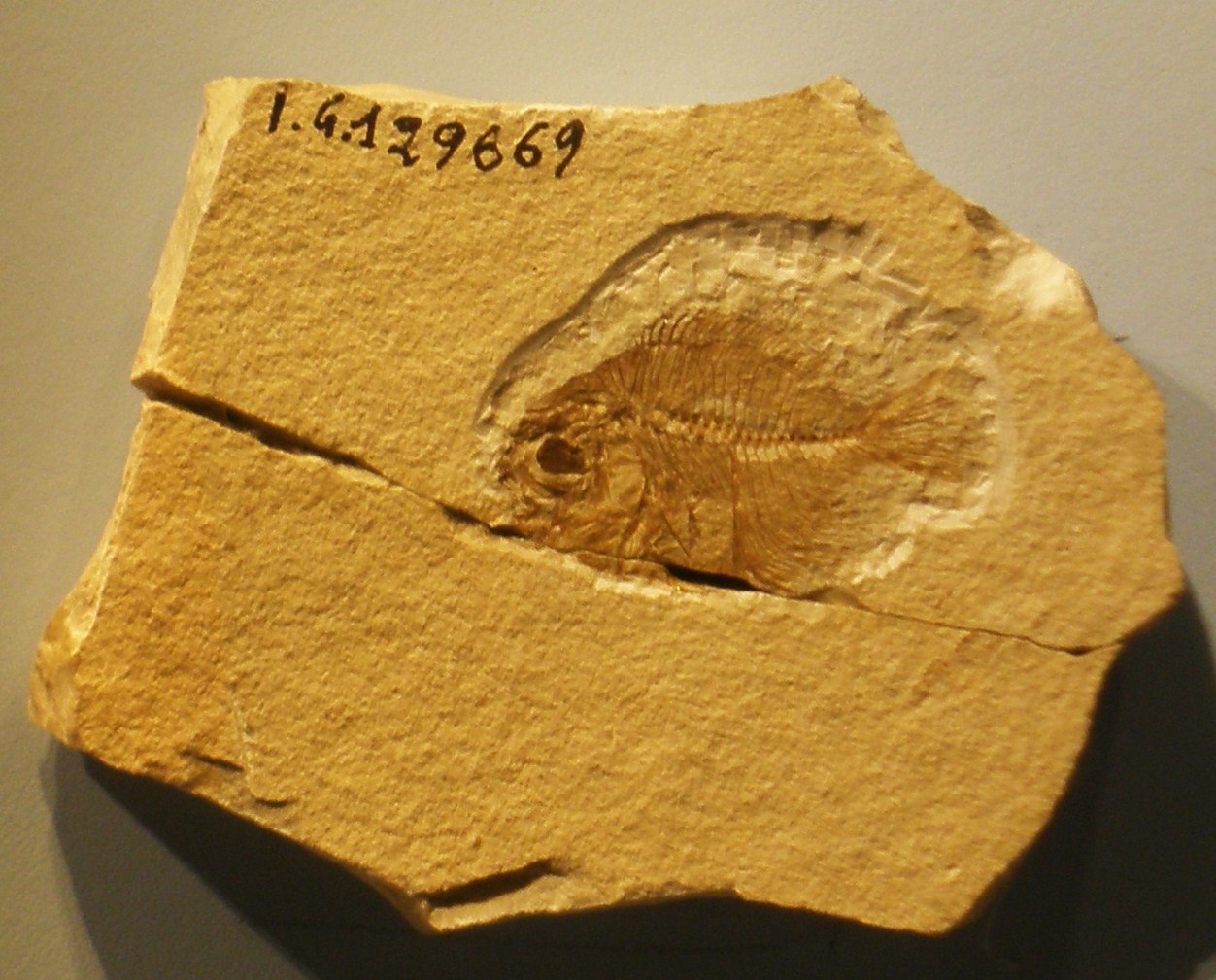 保存在石灰岩板中的 Amphistium paradoxum 化石，脊柱、肋骨和鳍条清晰可见。