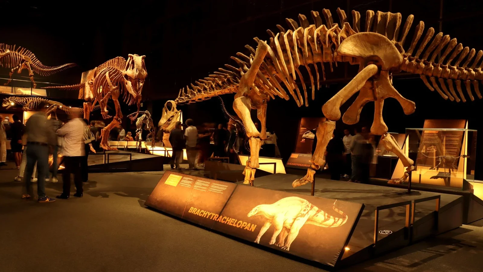 Photograph of a Brachytrachelopan skeletal reconstruction in a dark museum gallery, showing its compact neck beside its broad rib cage.