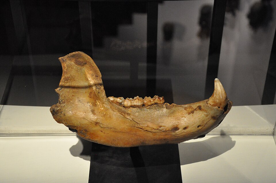 A fossil cave-bear lower jaw with a large canine and a row of cheek teeth, photographed against a dark background.