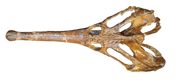 Top view of a Champsosaurus fossil skull, showing its slender snout and the broad bony arches behind its eye sockets.