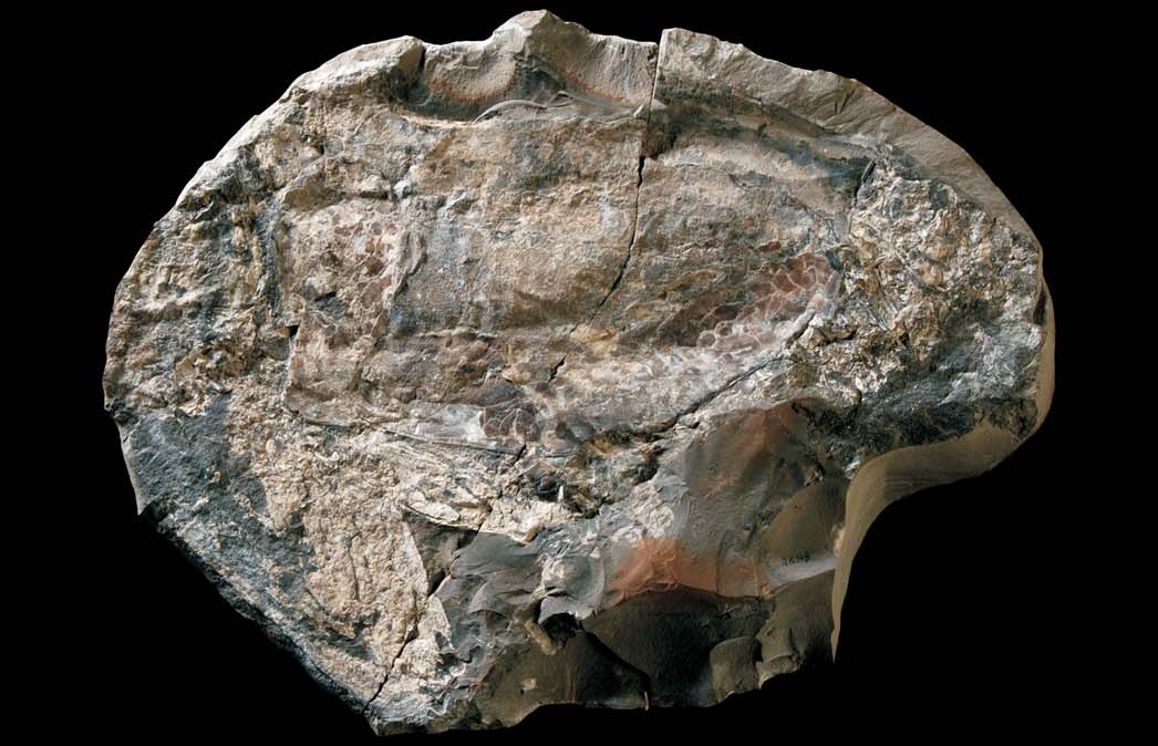 Dollocaris ingens fossil with a large rounded eye and long, jointed grasping appendages preserved against the rock.