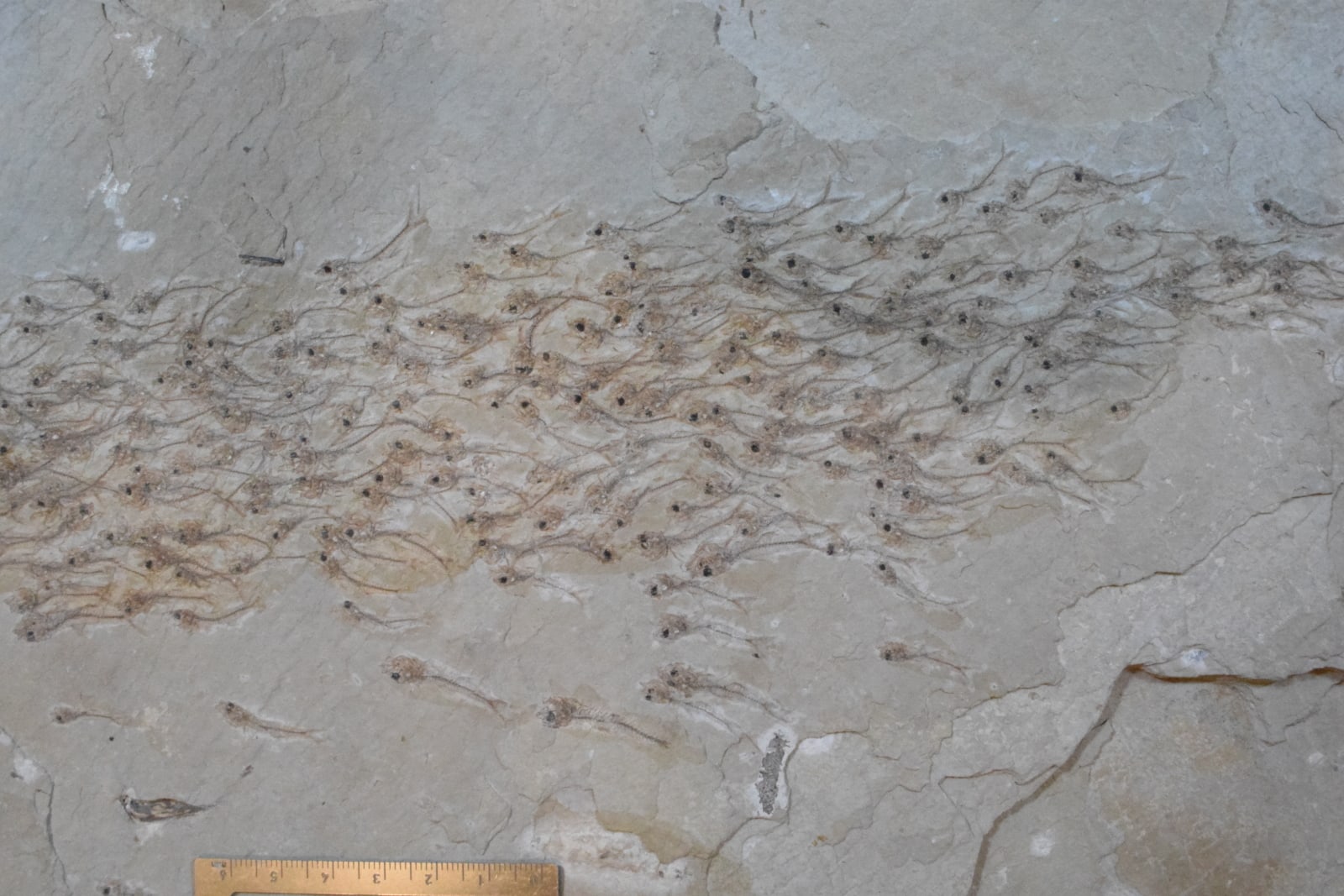Hundreds of small dark fish fossils clustered across a pale stone slab, with most bodies pointing in the same direction.