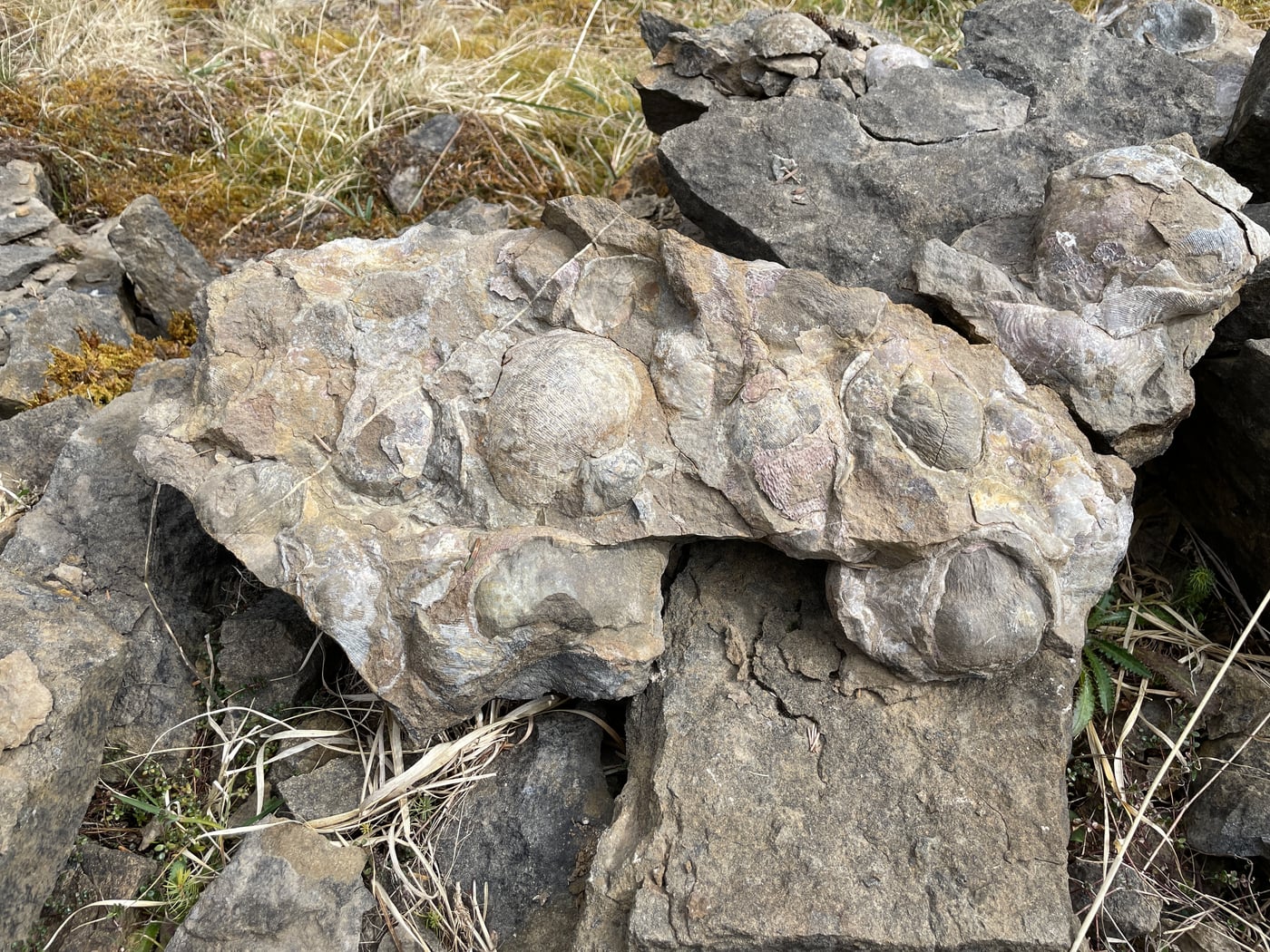 Large ribbed Gigantoproductus fossil shells exposed in a weathered rock among grass and loose stones.