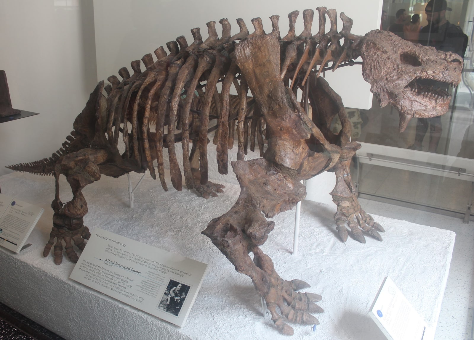 Mounted Scutosaurus skeleton at the American Museum of Natural History, with a broad rib cage, stout limbs and a knobbly skull.