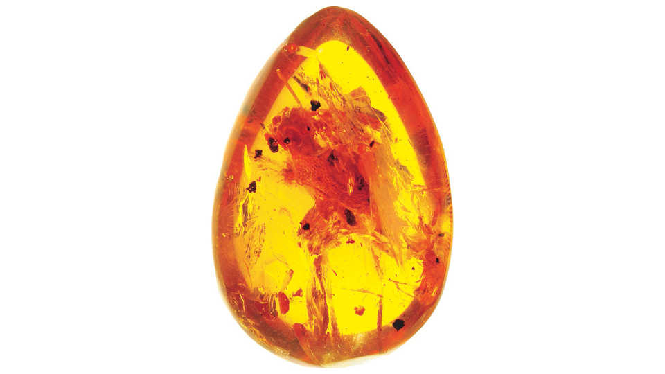 Photograph of a Yaksha perettii fossil skull preserved inside golden amber.
