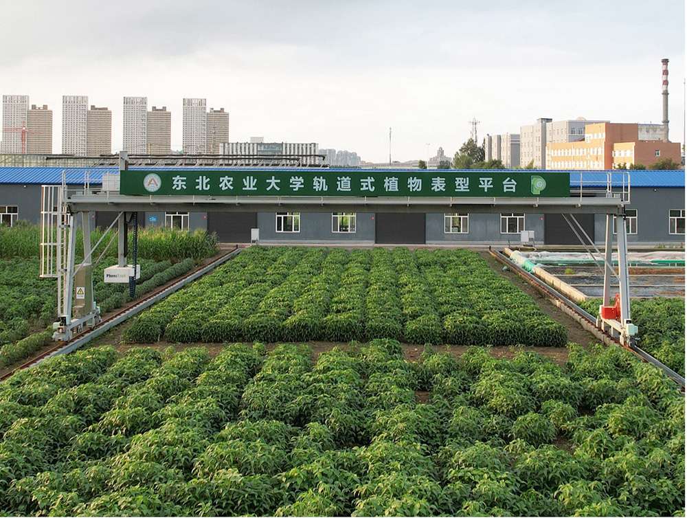 A rail-mounted TraitDiscover gantry spans crop plots at Northeast Agricultural University, with campus buildings behind it.